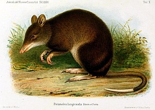 <span class="mw-page-title-main">New Guinean mouse bandicoot</span> Genus of marsupials