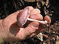 Groupe de champignons violacés