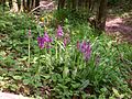 Orchis mascula Germany - Hohenlohe-Franken