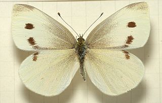 <i>Pieris rapae</i> Species of butterfly