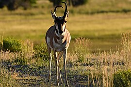 Pronghorn on Seedskadee National Wildlife Refuge (53132257254).jpg