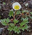 Snjósólja (Ranunculus glacialis)