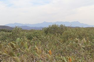 <span class="mw-page-title-main">Red Sea mangroves</span> Ecoregion along the coast of the Red Sea