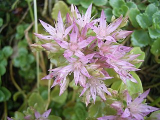 <i>Phedimus spurius</i> Species of succulent flowering plant