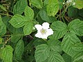 Rubus caesius