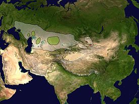 Saigan levinneisyys, valkoinen historiallinen, vihreä Saiga tatarica tatarica, punainen Saiga tatarica mongolica