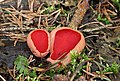 * Nomination: Scarlet Elfcup, Sarcoscypha austriaca --Holleday 08:40, 30 April 2013 (UTC) * * Review needed