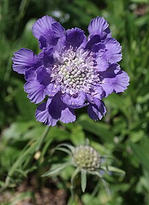 Scabiosa columbaria : fleur