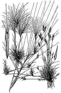 <i>Scleropogon</i> (plant)