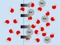 The water diffuses across the osmotic membrane to where the water potential is lower.