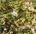 Spergularia rubra