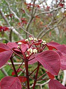 Euphorbia cotinifolia