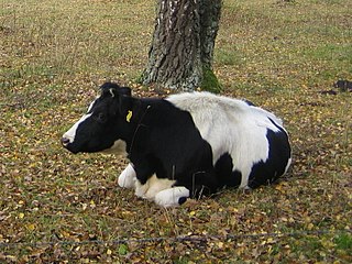 <span class="mw-page-title-main">Swedish Friesian</span> Breed of cattle