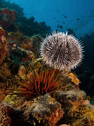 <span class="mw-page-title-main">Sea urchin</span> Class of marine invertebrates