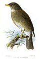 Turdus lawrencii (cat.)