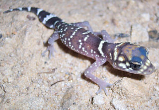 <i>Underwoodisaurus</i> Genus of lizards