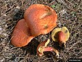 Aprikosenfarbener Rhabarberröhrling Rheubarbariboletus armeniacus