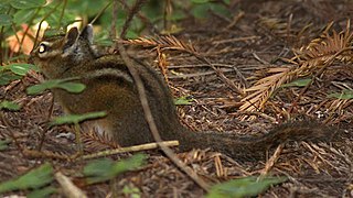 <span class="mw-page-title-main">Yellow-cheeked chipmunk</span> Species of rodent