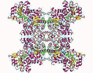 <span class="mw-page-title-main">Malate dehydrogenase (oxaloacetate-decarboxylating)</span> Class of enzymes