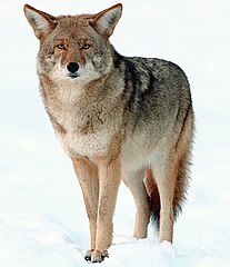 Coyote (Canis latrans)