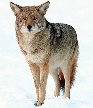 <span class="mw-page-title-main">Coyote</span> Species of canine native to North America