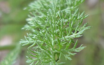 Achillea millefolium leaf near Peshastin, Chelan County Washington