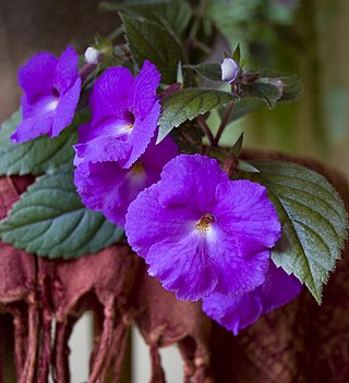 <i>Achimenes</i> Genus of flowering plants