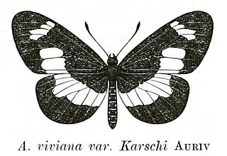 <i>Acraea karschi</i> Species of butterfly