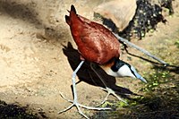 African jacana, very common in well-vegetated wetlands Actophilornis africana.JPG