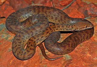 <span class="mw-page-title-main">Pygmy python</span> Species of snake