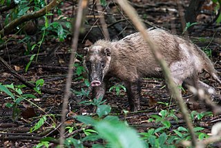 <span class="mw-page-title-main">Hog badger</span> Common name for three species of mammal