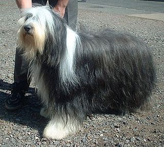 <span class="mw-page-title-main">Bearded Collie</span> Dog breed