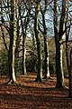 Beech trees, the Scrubbs