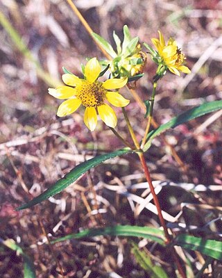 <i>Bidens laevis</i> Species of flowering plant