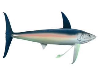 <i>Bonnerichthys</i> Extinct genus of fishes