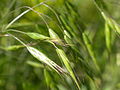 (Bromus japonicus)