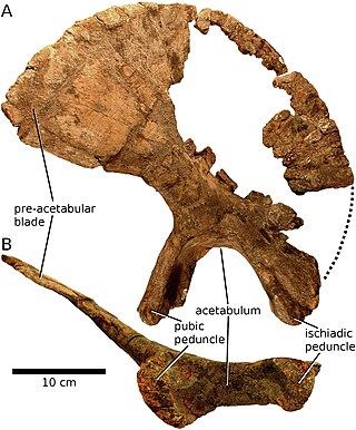 <i>Brontomerus</i> Extinct genus of reptiles