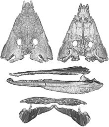 Calmasuchus.jpg