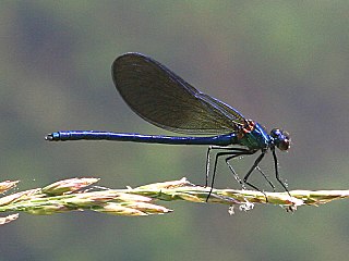 <span class="mw-page-title-main">Western demoiselle</span> Species of damselfly