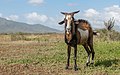 15 février 2015 Bouc.