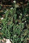 Cardamine flexuosa eF.jpg