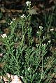 Bylgjutur karsi (Cardamine flexuosa)