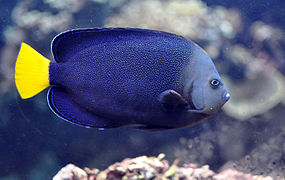 Chaetodontoplus caeruleopunctatus