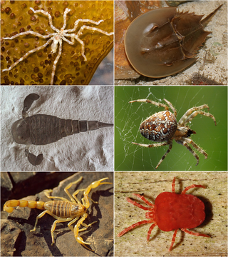 <span class="mw-page-title-main">Chelicerata</span> Subphylum of arthropods