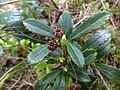 Sarjatalvikki (Chimaphila umbellata).