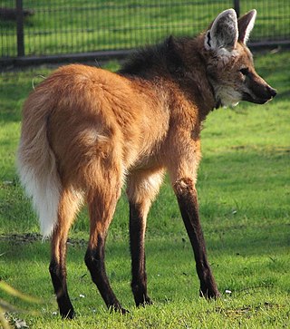 <span class="mw-page-title-main">Maned wolf</span> Species of carnivore