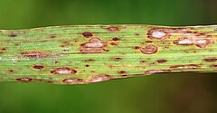 Close-up shot of a leaf blade, resembling a blade of grass. Many very obvious dry, discolored spots show the leaf is unhealthy or dying.