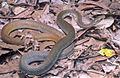 Philippinen-Kletternatter (Coelognathus erythrurus)