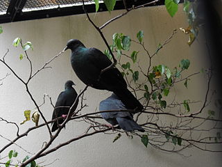 <span class="mw-page-title-main">Japanese wood pigeon</span> Species of bird