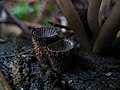 Niño de paxaro estriado (Cyathus striatus)